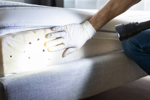 Best Pest Control Near Me in Alexandria Bay, NY